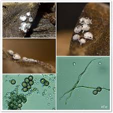 Attēlu rezultāti vaicājumam “Diderma subincarnatum spores”