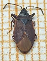 Attēlu rezultāti vaicājumam “Gastrodes grossipes”