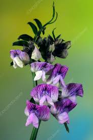 Attēlu rezultāti vaicājumam “Vicia sepium”