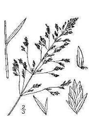 Attēlu rezultāti vaicājumam “Poa pratensis”