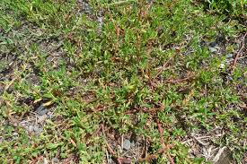 Attēlu rezultāti vaicājumam “Polygonum arenastrum leaf”