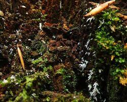 Attēlu rezultāti vaicājumam “Mucronella bresadolae”