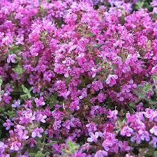 Image result for Thymian