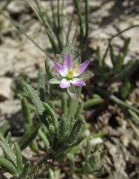 Attēlu rezultāti vaicājumam “Spergularia marina leaf”
