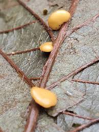 Attēlu rezultāti vaicājumam “Typhula setipes”