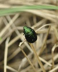 Attēlu rezultāti vaicājumam “Anacampsis blatariella”