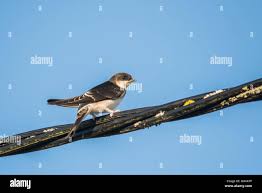 Attēlu rezultāti vaicājumam “Delichon urbicum juvenile”