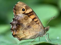 Attēlu rezultāti vaicājumam “Pararge aegeria underside”