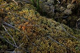 Attēlu rezultāti vaicājumam “Sphagnum papillosum”