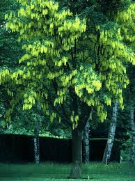 Attēlu rezultāti vaicājumam “Laburnum alpinum leaf”