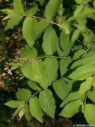 Attēlu rezultāti vaicājumam “Lonicera tatarica leaf”