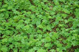 Attēlu rezultāti vaicājumam “Alchemilla subcrenata  flower”