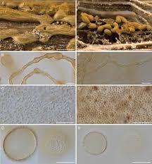 Attēlu rezultāti vaicājumam “Oligonema sp.”