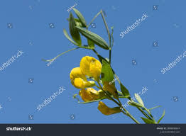 Attēlu rezultāti vaicājumam “Lathyrus pratensis”