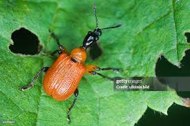 Attēlu rezultāti vaicājumam “Lilioceris lilii”