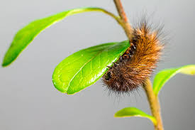 Attēlu rezultāti vaicājumam “Phragmatobia fuliginosa larva”