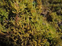 Attēlu rezultāti vaicājumam “Palustriella”