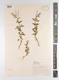 Attēlu rezultāti vaicājumam “Epilobium roseum”