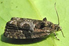 Attēlu rezultāti vaicājumam “Eudemis porphyrana”