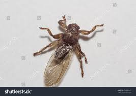 Attēlu rezultāti vaicājumam “Lipoptena cervi”