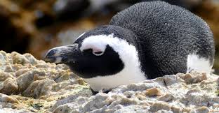 Image result for Spheniscus demersus