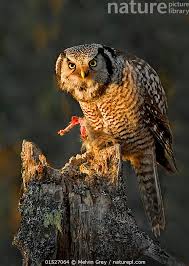 Image result for Surnia ulula