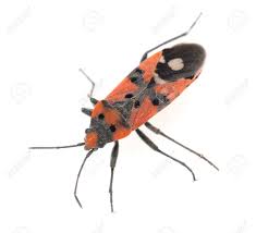 Attēlu rezultāti vaicājumam “Pyrrhocoris apterus”