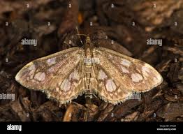 Attēlu rezultāti vaicājumam “Anania coronata”