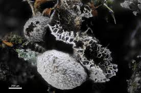 Attēlu rezultāti vaicājumam “Badhamiopsis ainoae sessile”