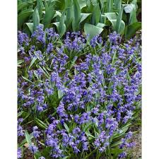 Attēlu rezultāti vaicājumam “Scilla siberica bud”