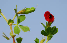 Image result for Lotus tetragonolobus