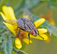 Attēlu rezultāti vaicājumam “Sarcophaga carnaria”