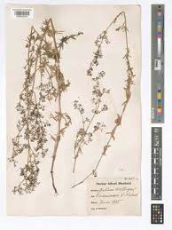 Attēlu rezultāti vaicājumam “Galium album”