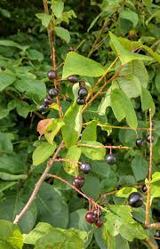 Attēlu rezultāti vaicājumam “Padus avium leaf”