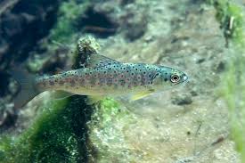 Image result for Salmo zrmanjaensis