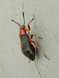 Attēlu rezultāti vaicājumam “Capsus ater”