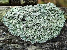 Attēlu rezultāti vaicājumam “Hypogymnia physodes”