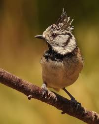 Attēlu rezultāti vaicājumam “Lophophanes cristatus adult”