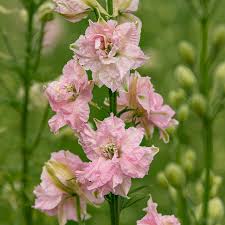 Image result for Delphinium consolida