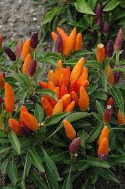 Afbeeldingsresultaat voor numex chimayo hot pepper