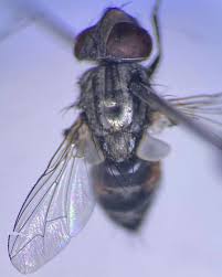 Attēlu rezultāti vaicājumam “Muscidae”