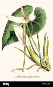 Attēlu rezultāti vaicājumam “Araceae”