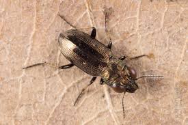 Attēlu rezultāti vaicājumam “Notiophilus palustris”