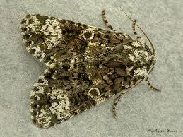 Attēlu rezultāti vaicājumam “Craniophora ligustri larva”