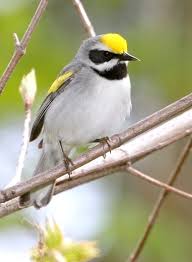 Image result for Vermivora chrysoptera