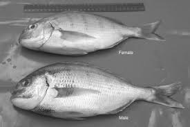 Image result for Rhabdosargus holubi