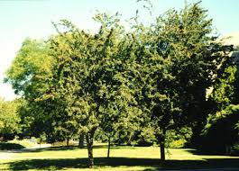 Attēlu rezultāti vaicājumam “Crataegus laevigata leaf”