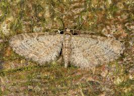 Attēlu rezultāti vaicājumam “Eupithecia tenuiata”