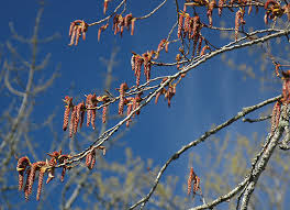 Attēlu rezultāti vaicājumam “Populus x canadensis male flower”