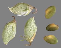 Attēlu rezultāti vaicājumam “Melilotus albus fruit”